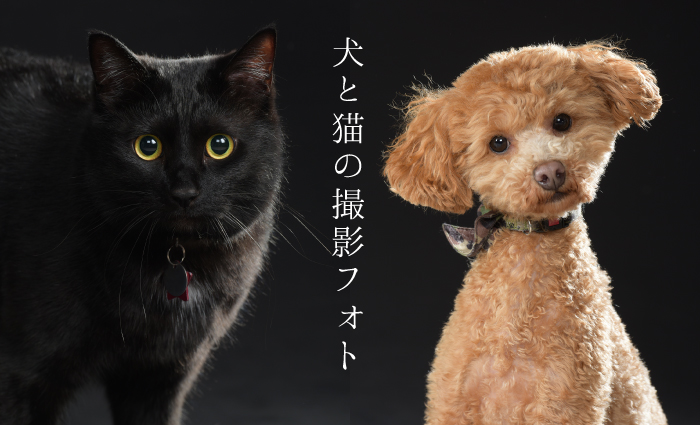 犬猫撮影