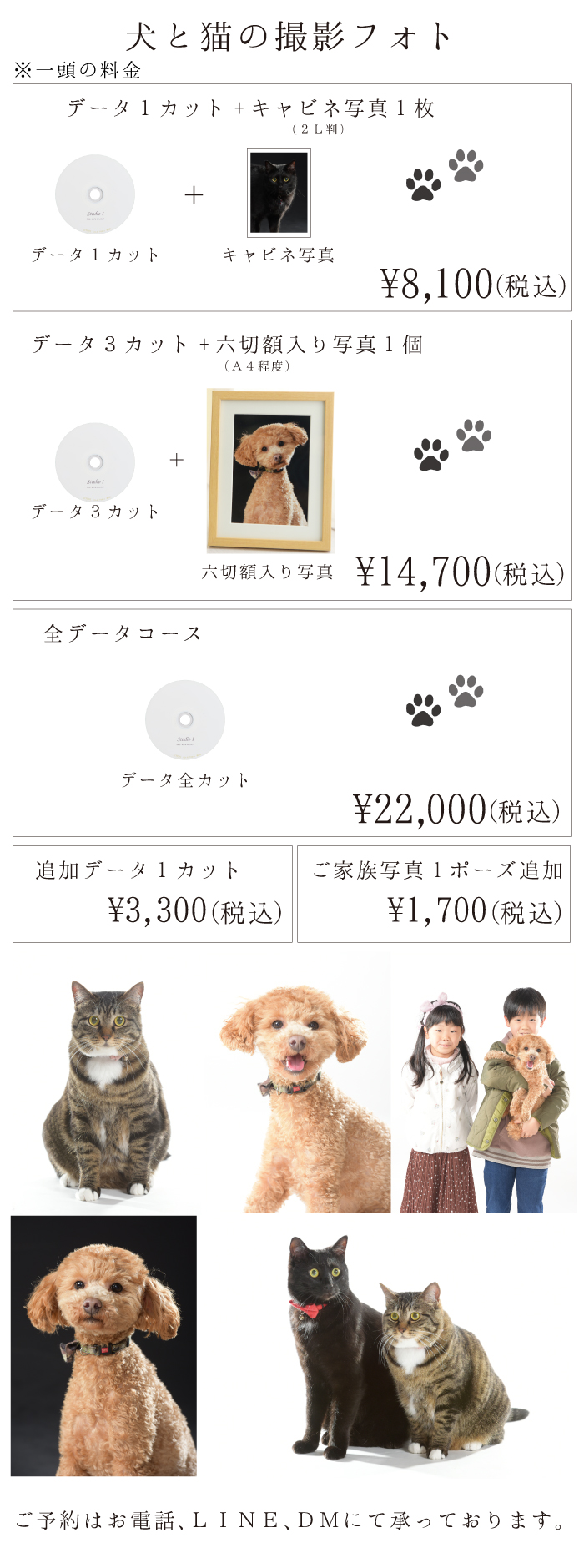 犬猫撮影会